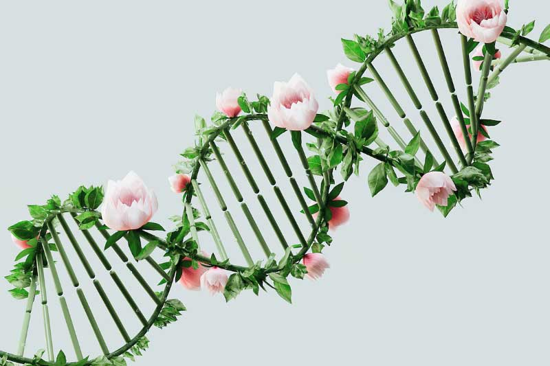The Genetic Gift: Navigating the Legal Labyrinth of Genetic Material Donation in Canada