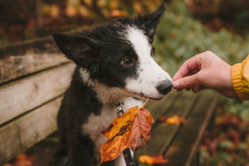 $1.8 million to the BC Society for the Prevention of Cruelty to Animals wills charities estate law canada