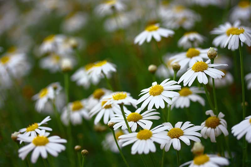 green funeral natural burial canada